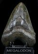 Huge, Serrated Megalodon Tooth - South Carolina #34997-1